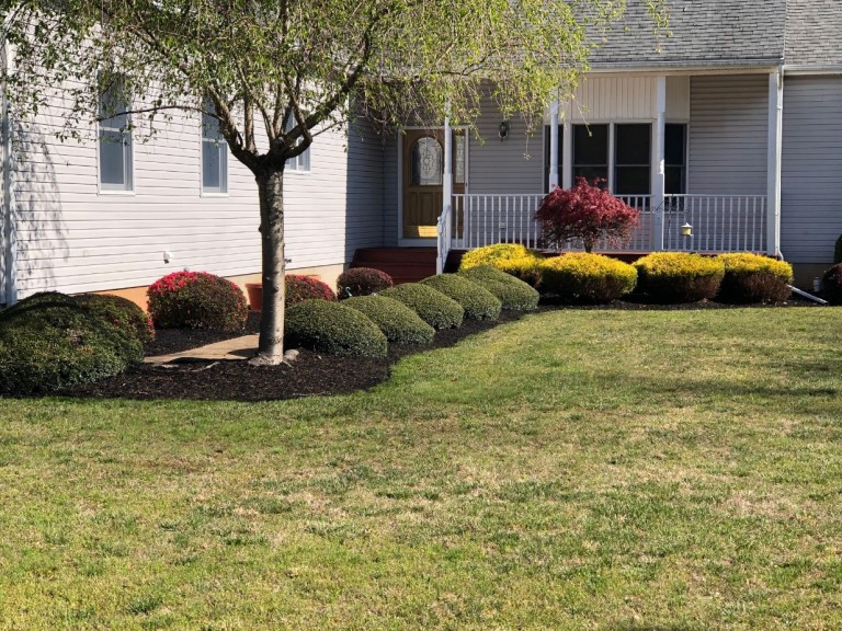 hedge trimming 768x576