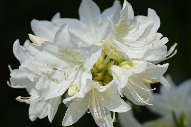 The white azalea is disease and heat resistant with large white flowers that bloom in the spring.