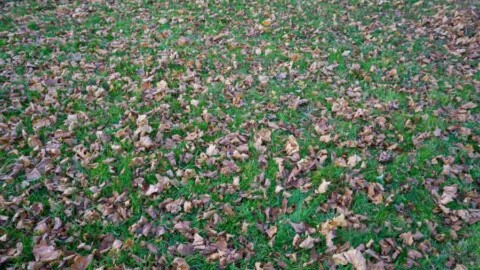 leave the leaves in your lawn for mulch and nutrients