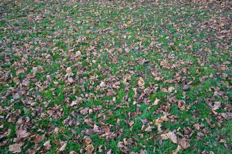 Should You Rake and Bag Your Leaves in the Fall?
