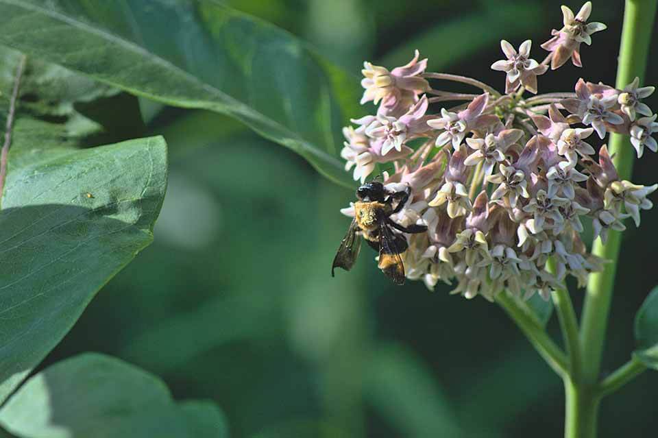 Celebrate Pollinator Week: Promoting the Importance of Bees and Pollinators