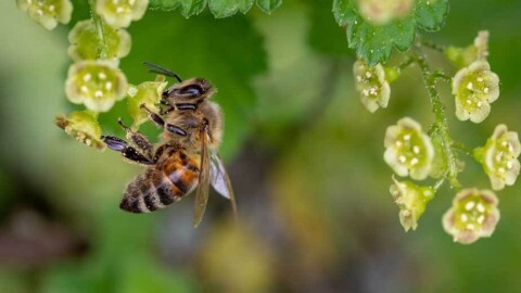 Celebrate World Honey Bee Day