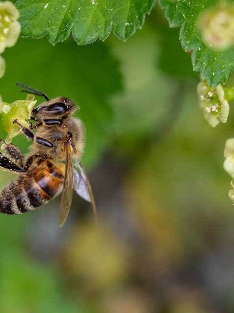 Celebrate World Honey Bee Day