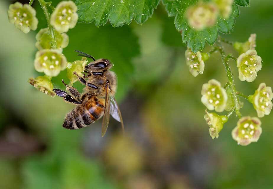 Celebrating World Honey Bee Day