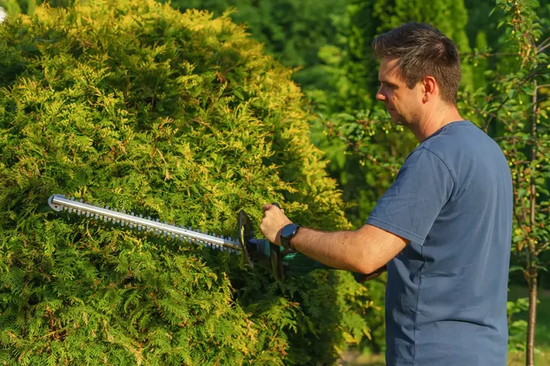 Trim Trees and Shrubs