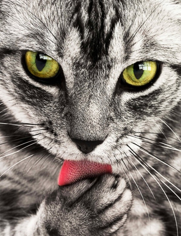 Cats Can Have Little A Salami Or Can Cats Have A Little Salami DIY Home Improvement Or 