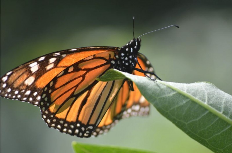 Create a butterfly garden by planting milkweed