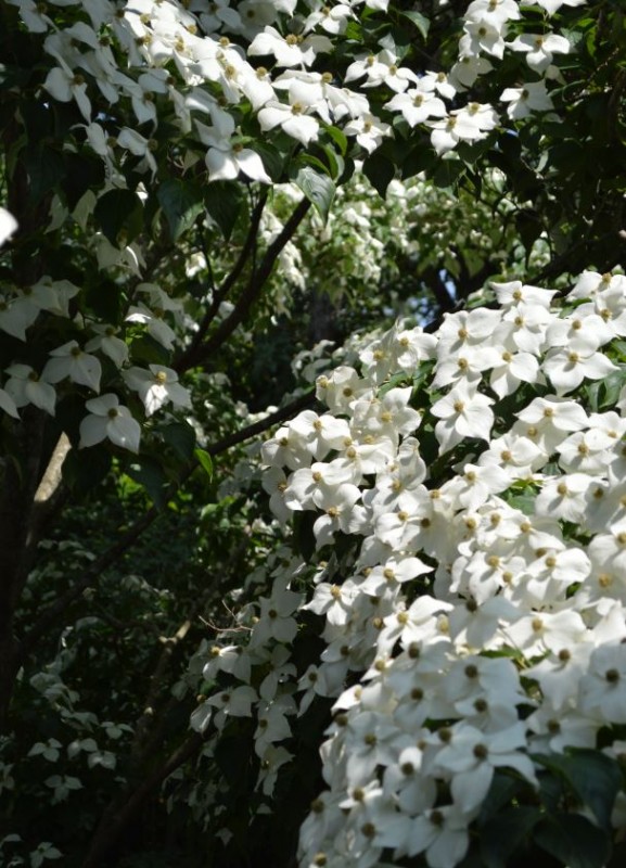 White flowering Dogwood trees provide excellent shade for the spring and summer months, and provide fruit for birds, groundhogs, chipmunks and other small animals.